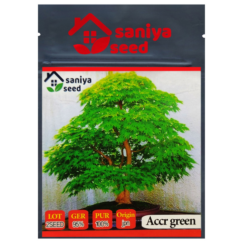 بذر بنسای افرا سبز ژاپنی سانیا سید مدل S5