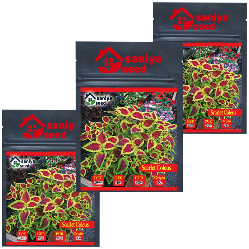 بذر گل حسن یوسف اسکارلت سانیا سید مدل H1 مجموعه 3 عددی